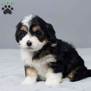 Rose, Mini Bernedoodle Puppy